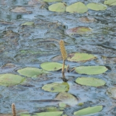 Potamogeton sulcatus (Pondweed) at Isabella Pond - 4 Mar 2021 by michaelb