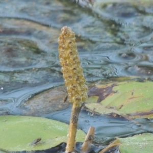 Potamogeton sulcatus at Monash, ACT - 4 Mar 2021