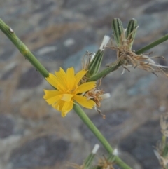 Chondrilla juncea (Skeleton Weed) at Isabella Pond - 4 Mar 2021 by michaelb