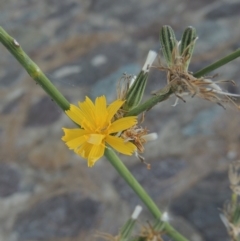 Chondrilla juncea (Skeleton Weed) at Monash, ACT - 4 Mar 2021 by michaelb