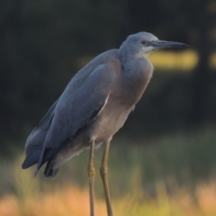 Egretta novaehollandiae (White-faced Heron) at Tuggeranong Creek to Monash Grassland - 4 Mar 2021 by michaelb