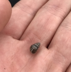 Cochlicella barbara (Small Pointed Snail) at Mawson, ACT - 6 May 2021 by Tapirlord