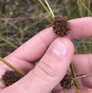 Ficinia nodosa at Mawson, ACT - 6 May 2021