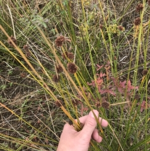 Ficinia nodosa at Mawson, ACT - 6 May 2021