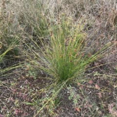 Ficinia nodosa at Mawson, ACT - 6 May 2021 10:48 AM