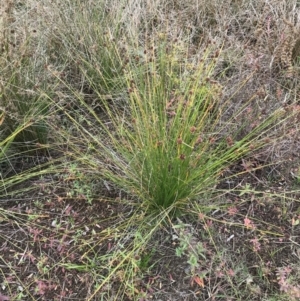 Ficinia nodosa at Mawson, ACT - 6 May 2021 10:48 AM