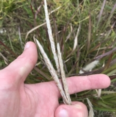 Imperata cylindrica (Blady Grass) at Mawson Ponds - 6 May 2021 by Tapirlord