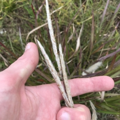 Imperata cylindrica (Blady Grass) at Mawson Ponds - 6 May 2021 by Tapirlord