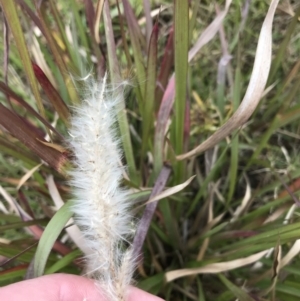 Imperata cylindrica at Mawson, ACT - 6 May 2021