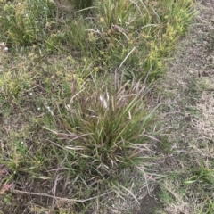 Imperata cylindrica at Mawson, ACT - 6 May 2021