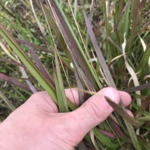 Imperata cylindrica at Mawson, ACT - 6 May 2021