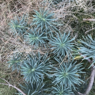 Euphorbia characias (Mediterranean Spurge) at Mawson Ponds - 6 May 2021 by Tapirlord