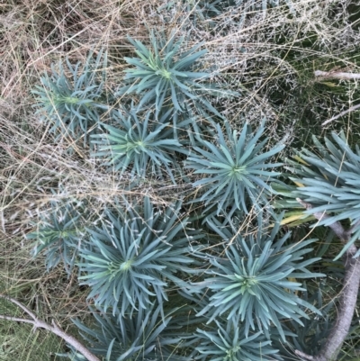 Euphorbia characias (Mediterranean Spurge) at Mawson, ACT - 6 May 2021 by Tapirlord