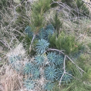 Euphorbia characias at Mawson, ACT - 6 May 2021