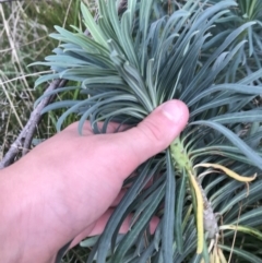 Euphorbia characias at Mawson, ACT - 6 May 2021