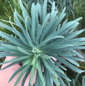 Euphorbia characias at Mawson, ACT - 6 May 2021