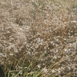 Themeda triandra at Mawson, ACT - 6 May 2021