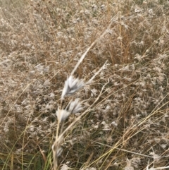 Themeda triandra at Mawson, ACT - 6 May 2021