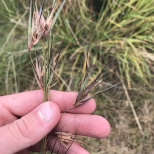 Themeda triandra at Mawson, ACT - 6 May 2021