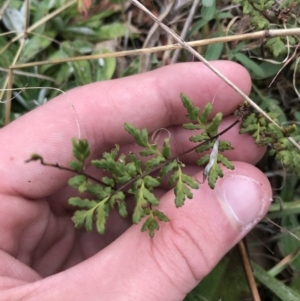 Cheilanthes sieberi subsp. sieberi at Mawson, ACT - 6 May 2021