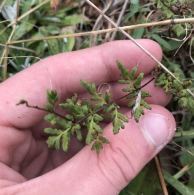 Cheilanthes austrotenuifolia (Rock Fern) at Mawson Ponds - 6 May 2021 by Tapirlord