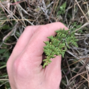 Cheilanthes sieberi subsp. sieberi at Mawson, ACT - 6 May 2021 10:57 AM