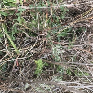 Cheilanthes sieberi subsp. sieberi at Mawson, ACT - 6 May 2021 10:57 AM