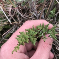 Cheilanthes sieberi subsp. sieberi at Mawson, ACT - 6 May 2021