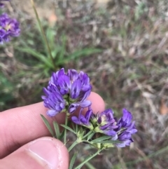 Medicago sativa (Lucerne, Alfalfa) at Mawson, ACT - 6 May 2021 by Tapirlord