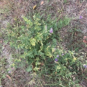 Medicago sativa at Mawson, ACT - 6 May 2021 10:58 AM