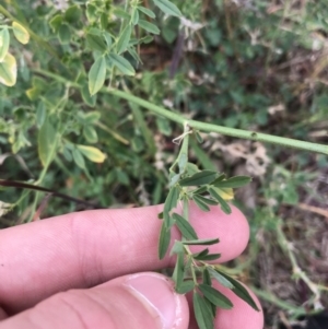 Medicago sativa at Mawson, ACT - 6 May 2021 10:58 AM