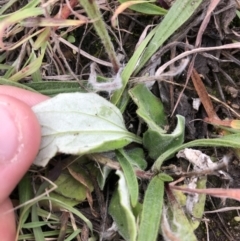 Cymbonotus sp. (preissianus or lawsonianus) (Bears Ears) at Mawson Ponds - 6 May 2021 by Tapirlord