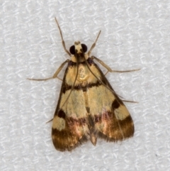 Deuterarcha xanthomela (A Crambid moth (Spilomelinae)) at Melba, ACT - 23 Dec 2020 by Bron