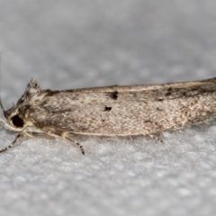 Heterozyga coppatias (A concealer moth) at Melba, ACT - 24 Dec 2020 by Bron