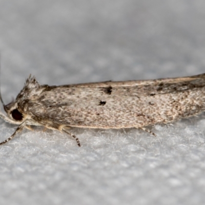 Heterozyga coppatias (A concealer moth) at Melba, ACT - 24 Dec 2020 by Bron