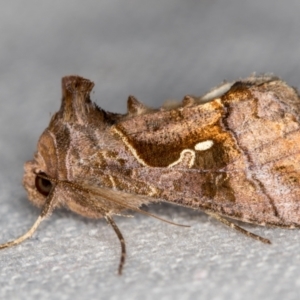 Chrysodeixis eriosoma at Melba, ACT - 24 Dec 2020