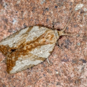 Epiphyas (genus) at Melba, ACT - 23 Dec 2020
