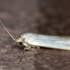Philobota productella (Pasture Tunnel Moth) at Melba, ACT - 23 Dec 2020 by Bron