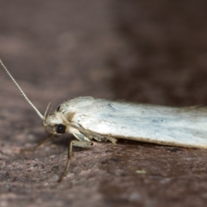 Philobota productella at Melba, ACT - 23 Dec 2020