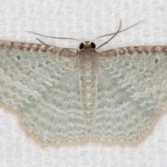 Poecilasthena pulchraria (Australian Cranberry Moth) at Melba, ACT - 22 Dec 2020 by Bron