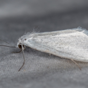 Tipanaea patulella at Melba, ACT - 20 Dec 2020