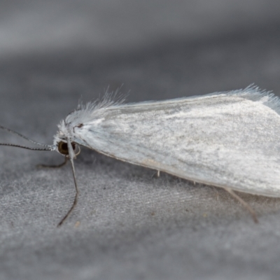 Tipanaea patulella (A Crambid moth) at Melba, ACT - 19 Dec 2020 by Bron