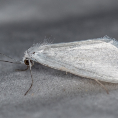 Tipanaea patulella (The White Crambid moth) at Melba, ACT - 20 Dec 2020 by Bron