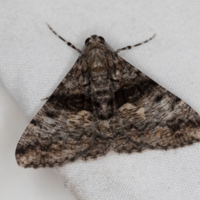 Gastrinodes argoplaca (Cryptic Bark Moth) at Melba, ACT - 20 Dec 2020 by Bron