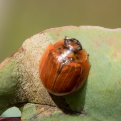 Paropsisterna sp. (genus) (A leaf beetle) at Holt, ACT - 12 May 2021 by Roger