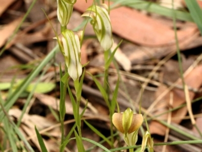 Pterostylis grandiflora (Cobra Greenhood) at East Kangaloon - 12 May 2021 by Snowflake