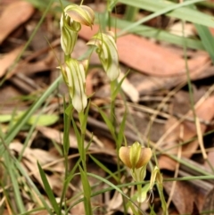 Pterostylis grandiflora (Cobra Greenhood) at Wingecarribee Local Government Area - 12 May 2021 by Snowflake
