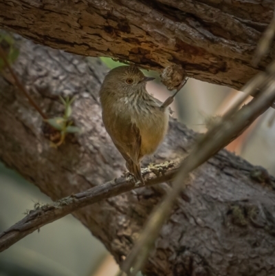 Acanthiza pusilla (Brown Thornbill) at Tallaganda State Forest - 10 May 2021 by trevsci