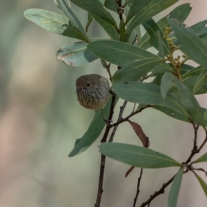 Acanthiza pusilla at Hereford Hall, NSW - 10 May 2021