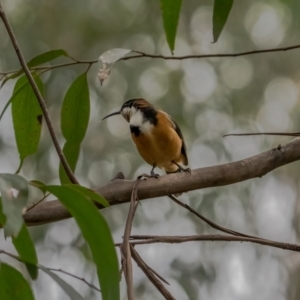 Acanthorhynchus tenuirostris at Hereford Hall, NSW - 10 May 2021